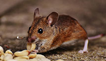 24 Hour & Emergency Exterminators in Stratford, IA